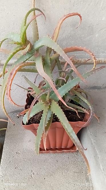 orxideya gulunun qiyməti: Aloe (sukkulent) – dekorativ və baxımı asan otaq bitkisi - Növ: Aloe — 1