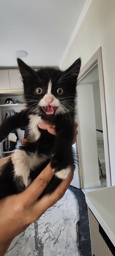 Продажа кошек: Отдам котёнка в добрые руки 🐾 Девочка, 3 месяца. Очень умная, ласковая — 3