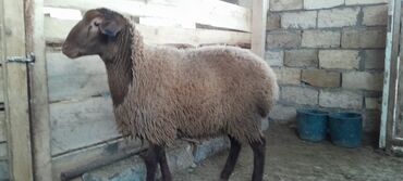 Qoyunlar, qoçlar: Togluların biri 8aylıq biri 6 aylıqdı damazlıga yararlıdır qiymetleri — 3