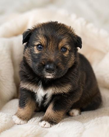 Отдам даром собаку: Собака даром: 1 месяц, Самец — 1