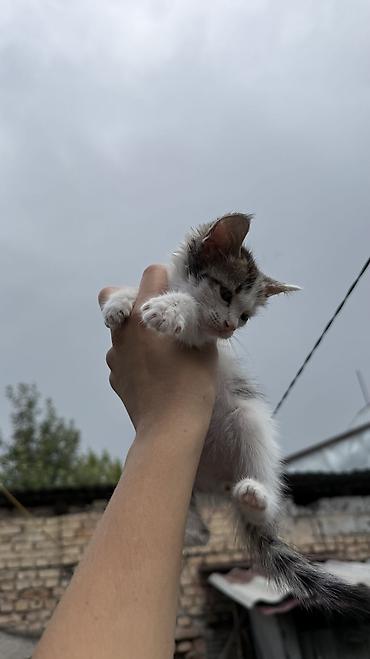 Отдам даром кошку: Котята: мальчик и девочка К латку приучены, игривые кушают очень — 15