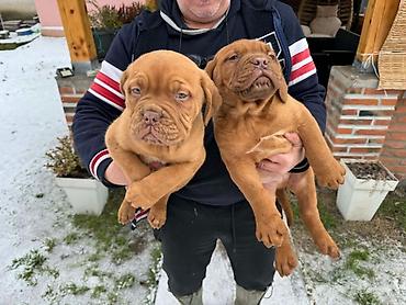 Psi: Na prodaju štenci bordoške doge. Štenci su vrlo kvalitetni i zdravi — 12