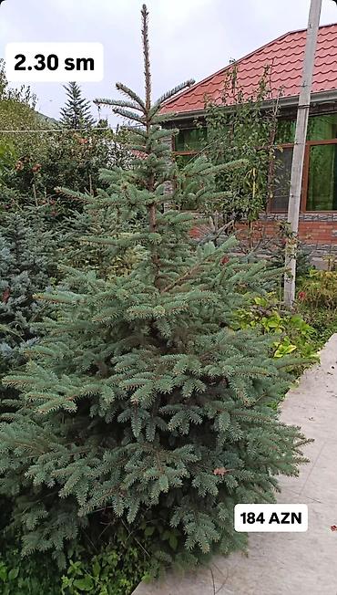 payıza aid əl işləri: Original Kremlovski yolkalar satılır 🌲 Ruslan_Dekorativ_Bitkilər🌲 — 4