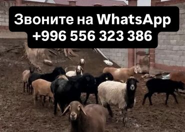 куплю корм для животных: Сатам | Ургаачы кой (ургаачы) | Көбөйтүү үчүн | Ургаачы