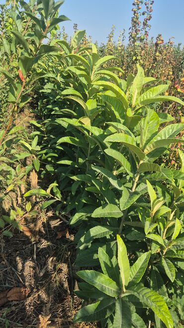 Tinglər: 🌿 SAQİ TİNGÇİLİK: Bağınıza Həyat Verin! 🌿 Tərtər keyfiyyəti bütün -da lalafo.az — 4 Tinglər: 🌿 SAQİ TİNGÇİLİK: Bağınıza Həyat Verin! 🌿 Tərtər keyfiyyəti bütün — 4