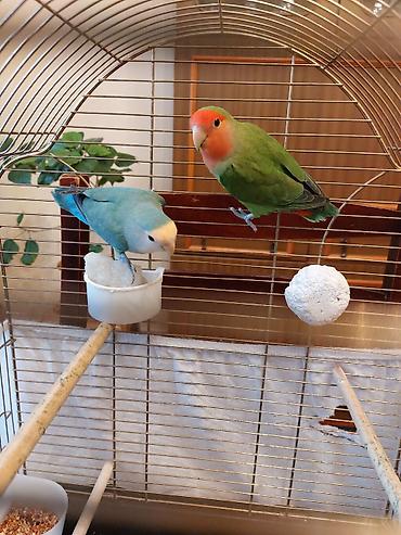 lovebird fisher: Məhsul: Sevgi quşları (agapornis) cütü və qəfəs dəsti Təsvir: - Növ — 2