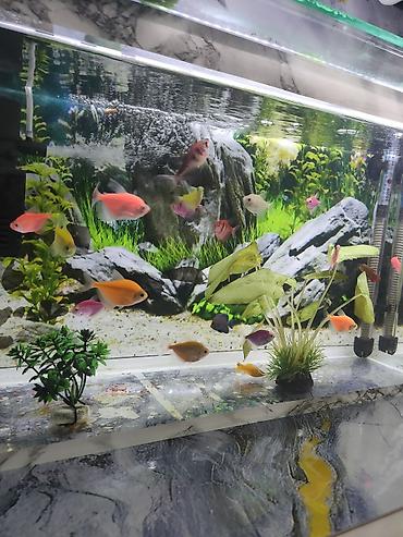 akvarium xırda balığı: Şüşə akvarium .13.14 litr 17 eded GLOFİSH balığı 2 dekor bezekli — 3