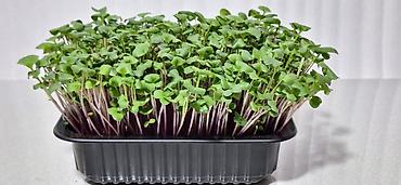 Микрозелень: Микрозелень и молодые травы в кассетах - Ассортимент: микрозелень — 1