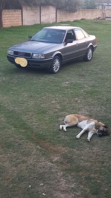 толщиномер для авто купить: Audi : 2 l | 1994 il Sedan
