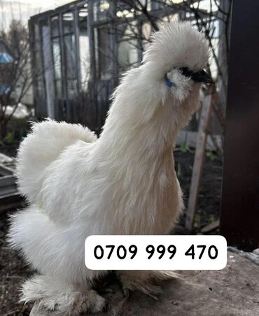 Куры, петухи: Продаю подрощенных цыплят Китайский шёлк. Цена от 400с! Возраст от