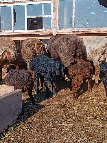 Баран, овца: Продаю | Ягненок | На забой | Племенные — 20