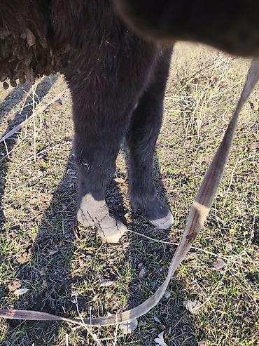 Лошади, кони: Продаю | Кобыла (самка) — 12