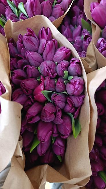 Букеты из живых цветов: Тюльпаны с тепличной выгонки — оптом и для флористов. - Ассортимент — 13