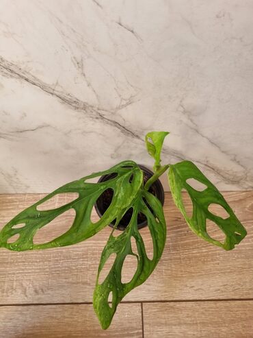 Филодендроны: Сциндапсусы,сансевиерии ва,алоказия,бегония макулата монстера — 14