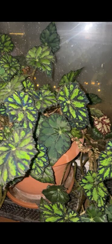 Otaq bitkiləri: Beqonya yarpaqlari koklu biri 1 azn. Minimum 5 ede satilir. Catdirilma — 9