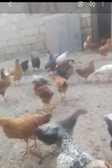 Xoruzlar: Xoruz, il: >5 Ünvandan götürmə
