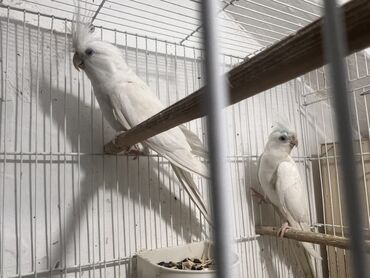 отдам котенка в добрые руки: Yanaqsiz erkey maya cavan quwlardi,tam saglam,Qiymet sondu.Məhsul