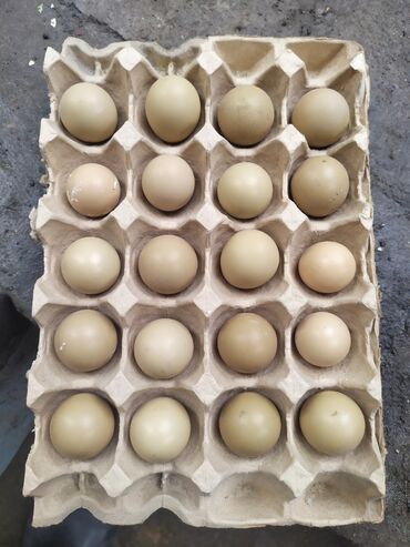 купить инкубатор на 150 яиц: Продаю яицо охотнического фазана 20-шт