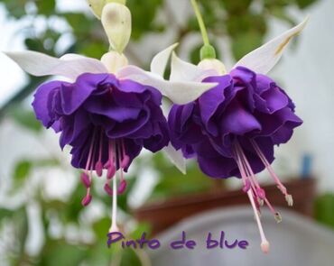 Другие комнатные растения: Продаю Детки!!! (укорененные черенки)сортовых,комнатных фуксий!Цена — 24