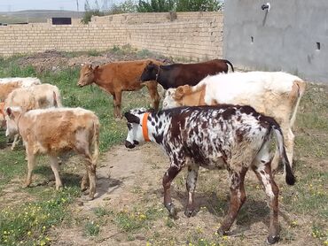 satdiq danalar: Dana, buzov, Dişi, Simental, ay: 6, 75 kq, Damazlıq, Ünvandan götürmə