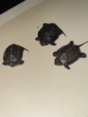 Другие животные: Красноухие черепашки,самые низкие цены,разным размеров и — 11