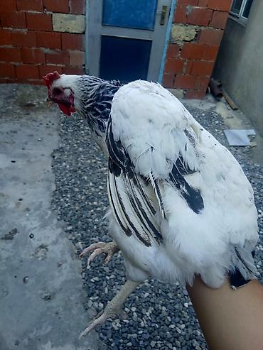 heyvan satisi tap az: Toyuq, Yumurtalıq — 2