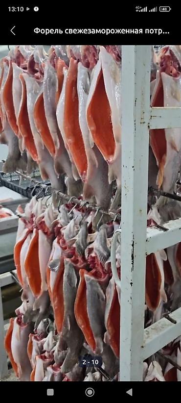 Форель: Продаю только оптом свежую шоково-замороженную форель высшего — 1