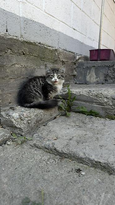 купить рыбу клоуна: Котята в добрые руки! 2 окраса: - Серый тигровый пушистый котёнок — 1