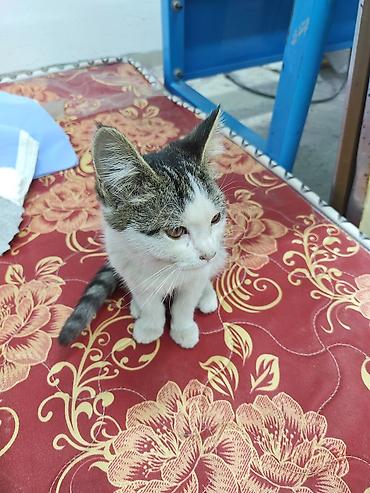 сиамская кошка даром: Отдам котёнка даром. Живет в цеху скоро зима за ним не кому — 5