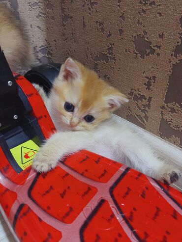 Pişiklər: Qızıl şinşilla, Erkək, Dişi, Yaxşı əllərə, Ünvandan götürmə -da lalafo.az — 3 Pişiklər: Qızıl şinşilla, Erkək, Dişi, Yaxşı əllərə, Ünvandan götürmə — 3