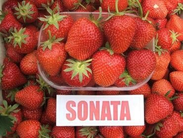 Semena i sadnice: Seme razno
Pitati za cene — 10