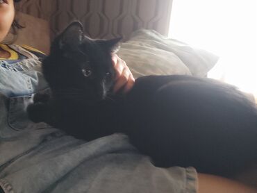 котенок в добрые руки: Турецкая ангора, Самец, В добрые руки, Самовывоз