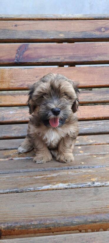 Psi: Ovi preslatki mališani su štenci Havanskog Bišona, jedna ženkica i 4 na lalafo.rs — 2 Psi: Ovi preslatki mališani su štenci Havanskog Bišona, jedna ženkica i 4 — 2