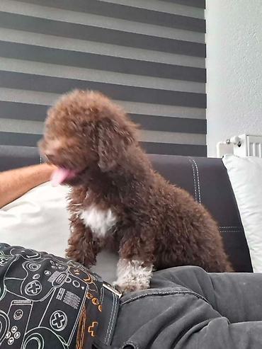 Psi: Lagotto Romagnolo – rezervacija stenaca Dostupno novo leglo pasa rase — 6