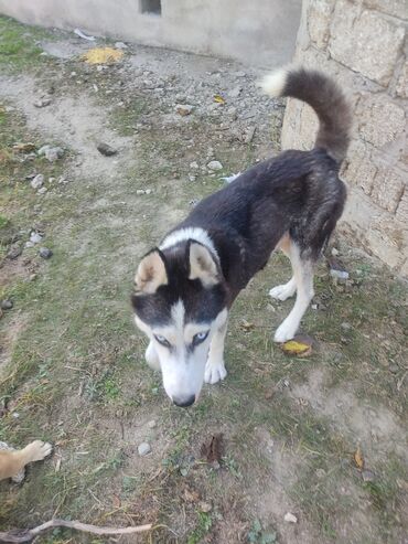 İtlər: Xaski, 1 il, Dişi, Peyvəndli -da lalafo.az — 10 İtlər: Xaski, 1 il, Dişi, Peyvəndli — 10