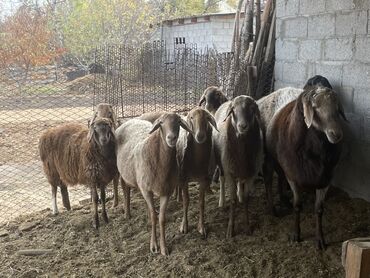 волнистые попугаи купить: Сатам | Ургаачы кой (ургаачы) | Арашан | Көбөйтүү үчүн | Ургаачы