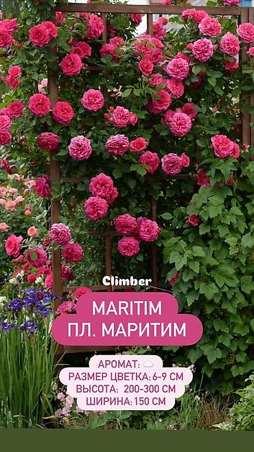 Комнатные розы: Саженцы Самовывоз, Платная доставка — 3
