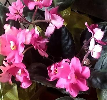 Фиалки и глоксинии: 🌱🌺🌱 Продаю сортовые ДЕТКИ стандартных, трейлерныхмини и полумини — 2