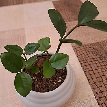 ev bitkisi: Zamioculcas zamiifolia (ZZ bitkisi) – dekorativ otaq bitkisi - Qalın — 2