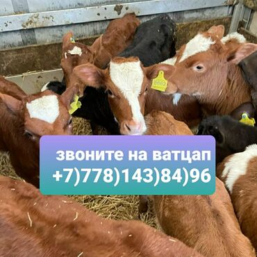 кунаажын сатылат: Продаю | Корова (самка), Бык (самец), Тёлка | Ангус, Герефорд, Голштин | На откорм, На забой, Для разведения | Племенные, Стельные