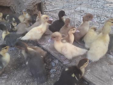 col ordəkləri: 16 dene 2 hefdelik 6 manat. 7 dene bir hefdelik 4 man. 055 880. 85 — 2