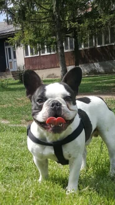 Psi: Mužjak francuskog buldoga dostupan za PARENJE Star 6 godina ima 5 — 3
