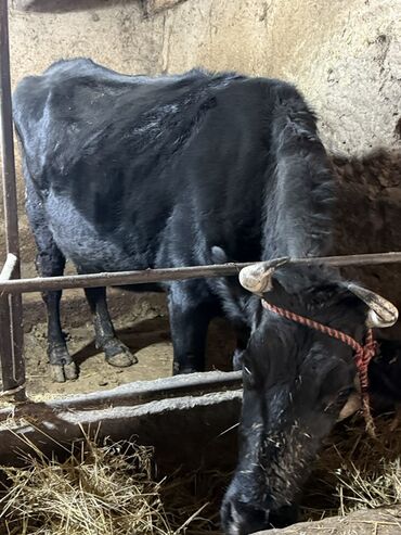 Коровы, быки: Продаю | Корова (самка) | Для молока | Привязанные — 9