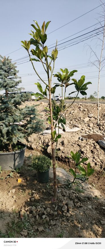 Декоративные деревья: Саженцы деревьев: Магнолии — 17