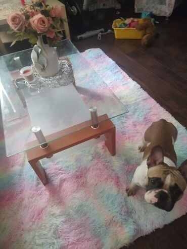 Tepisi i prostirke: Tepih, Pravougaoni — 10