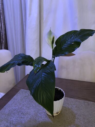 Digər bitkilər: Spathiphyllum (Sülh çiçəyi) – dekorativ otaq bitkisi - Növ