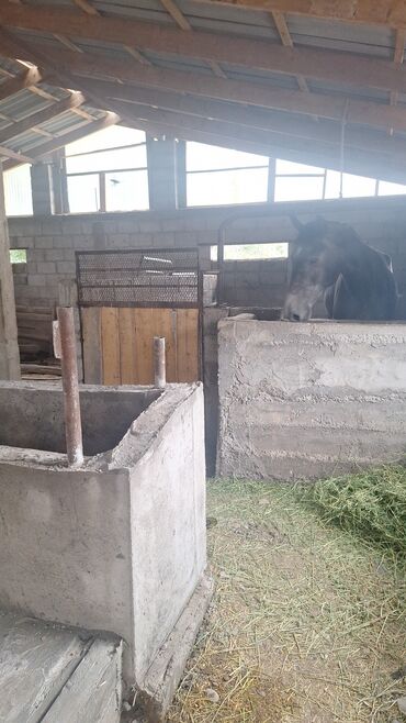 Продажа домов: Дом, 50 м², 3 комнаты, Собственник — 7