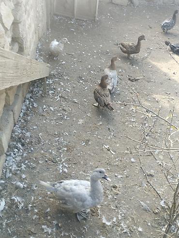 at satisi: Lal ördek Ler lavanda öküzü zümrüdü Macar 2 dişi 1 erkek 120 mnt tek — 3