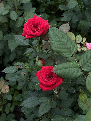 комнатные розы: Роза миниатюрная размер 50 на 30 см Все с закрытой Корнеевой системой