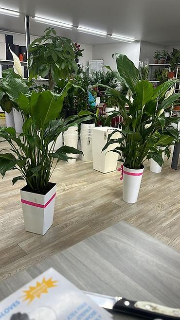 Комнатные растения: Спатифиллум (Spathiphyllum) в декоративном кашпо - Высокие, пышные — 1